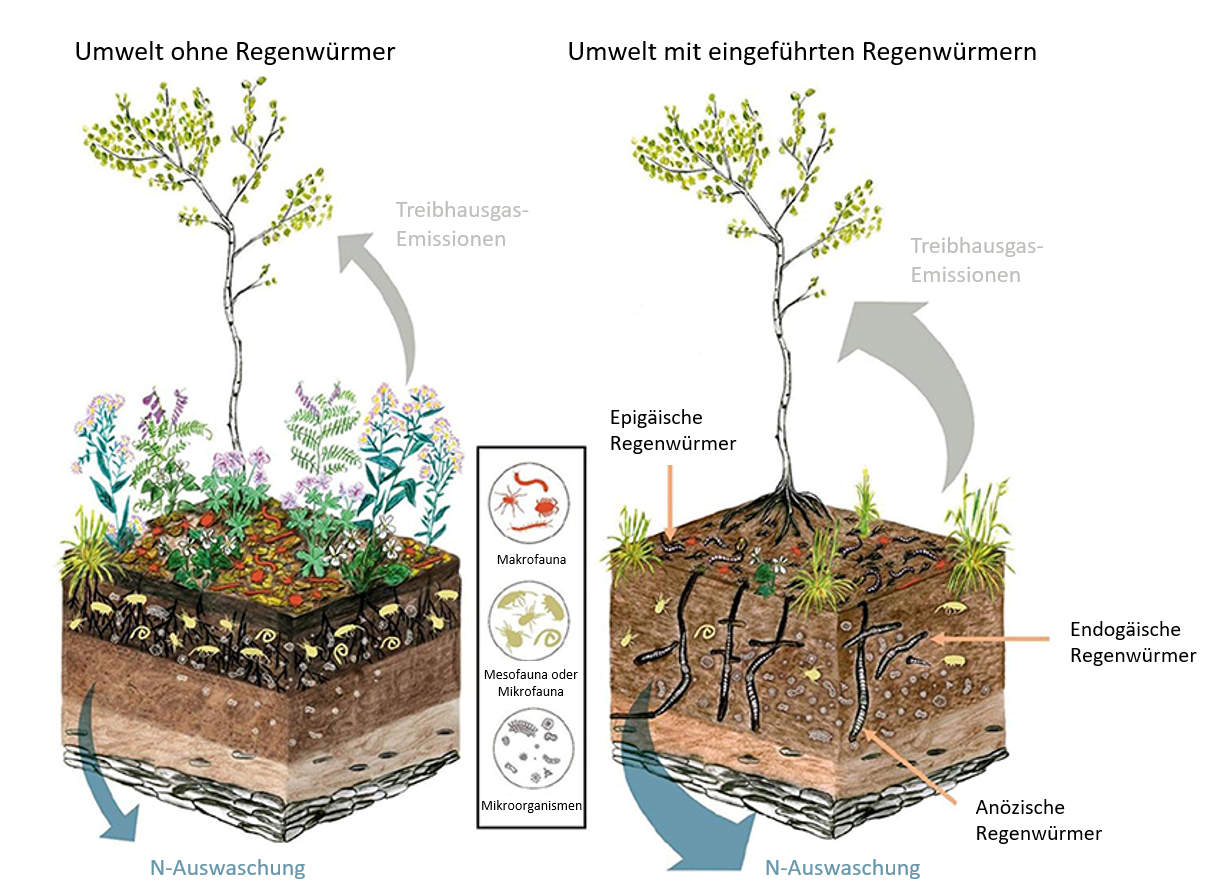 Abbildung 2: Wie invasive Regenwürmer bisher regenwurmfreie Ökosysteme verändern (links: Ökosystem ohne, rechts: mit invasiven Regenwürmern).