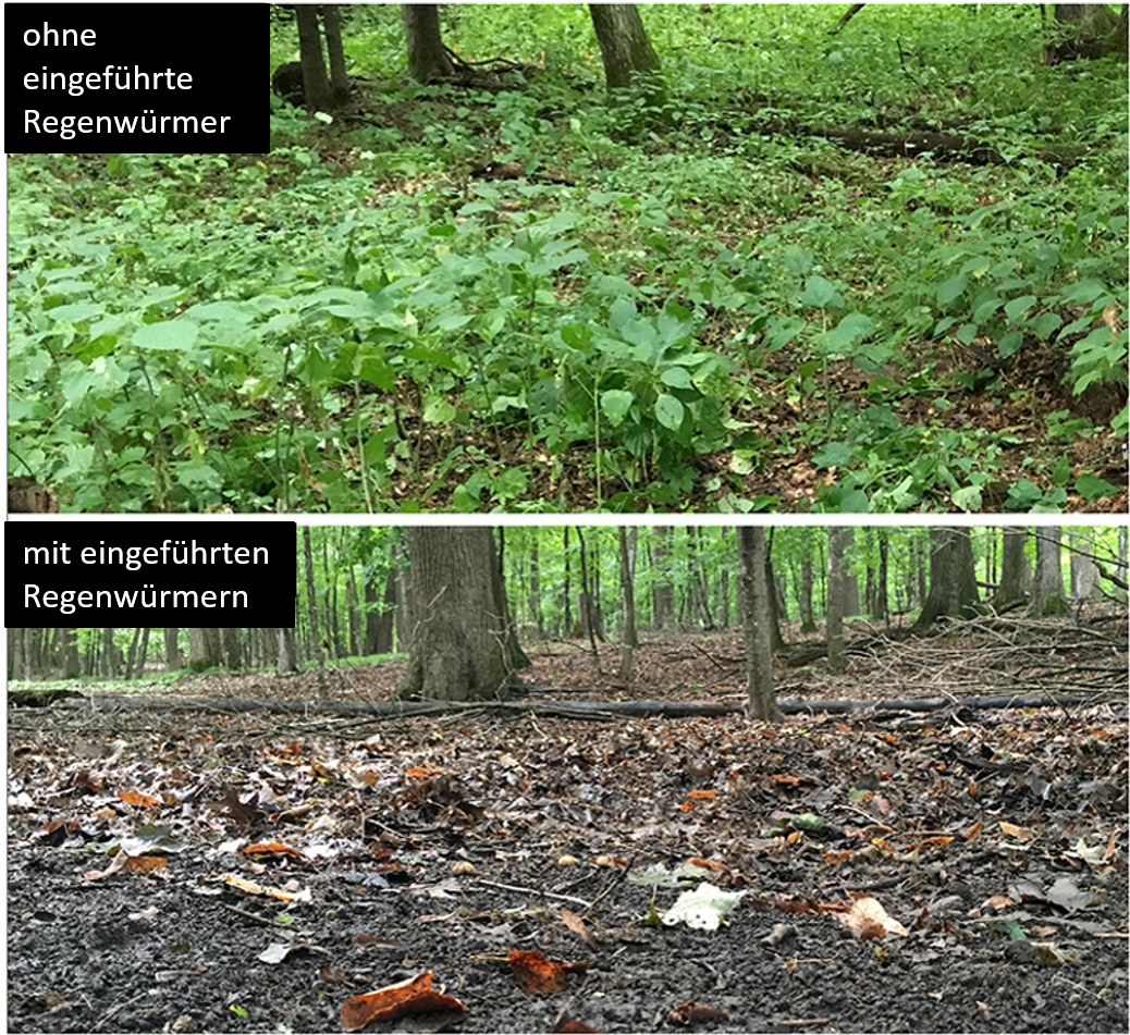 Abbildung 3: Extremes Beispiel für die Konsequenzen einer Regenwurminvasion in einem Ahornwald in Minnesota, USA.