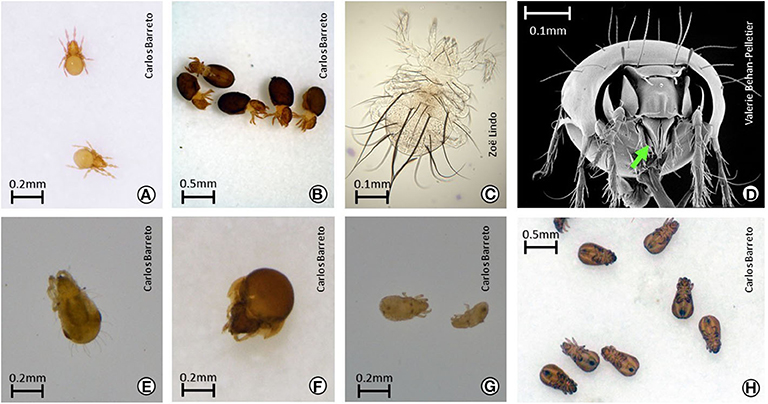 Figure 1: Examples of oribatid mites, with their scientific names.