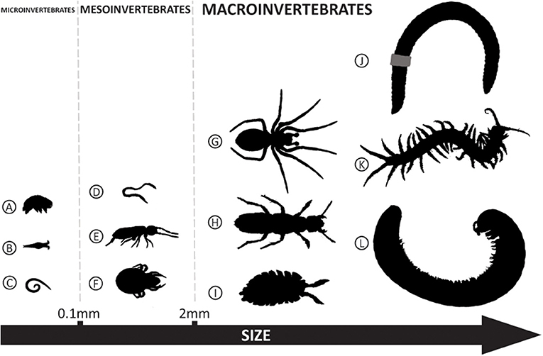Figure 1: Examples of soil invertebrates of different size.