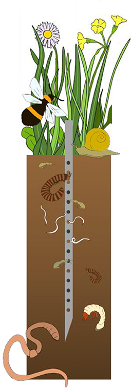 Figure 2: To determine the activity of soil invertebrates in our experimental plots, we used bait lamina strips.