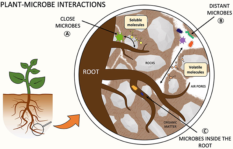 Figure 1: Plant-microbe interactions in the rhizosphere.