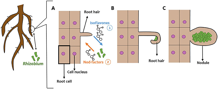 Figure 2: The effects of plant-Rhizobium interactions on root structure.