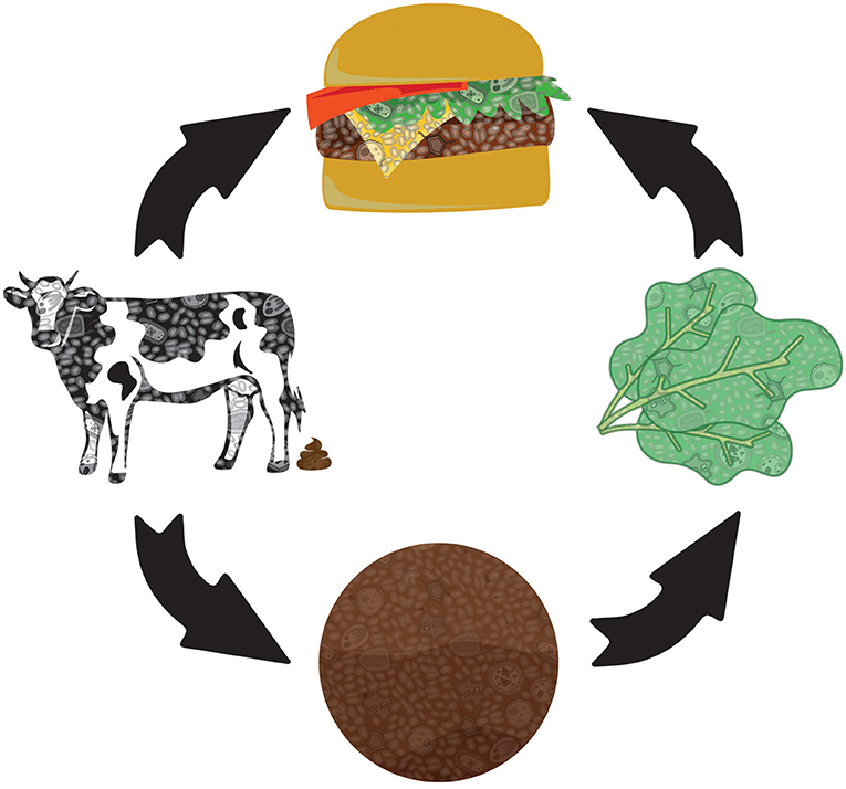 Figure 2: Many pathways to a hamburger.