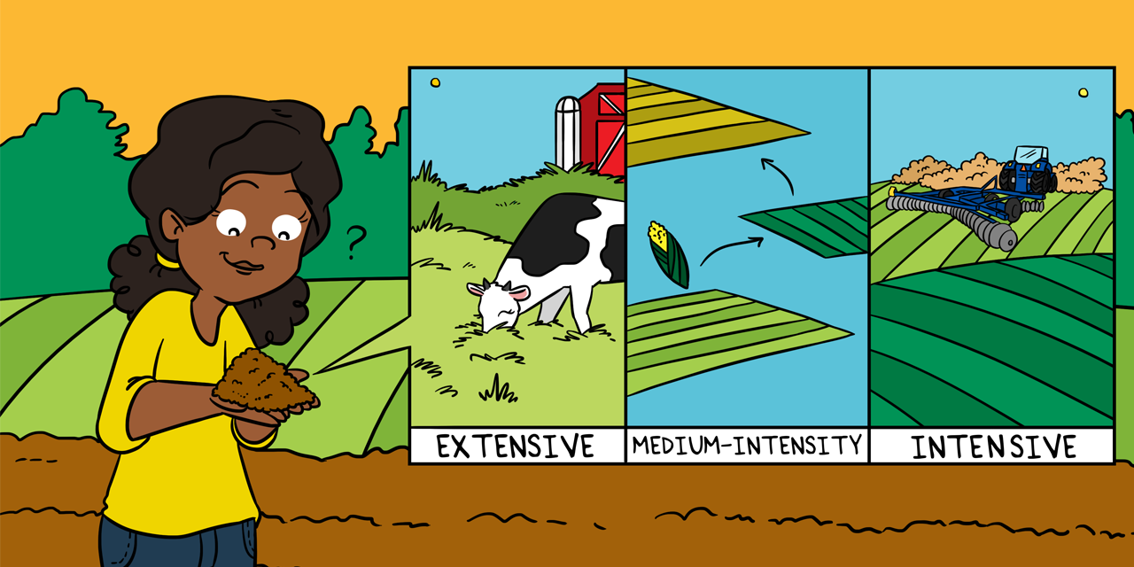 Soil food web illustration
