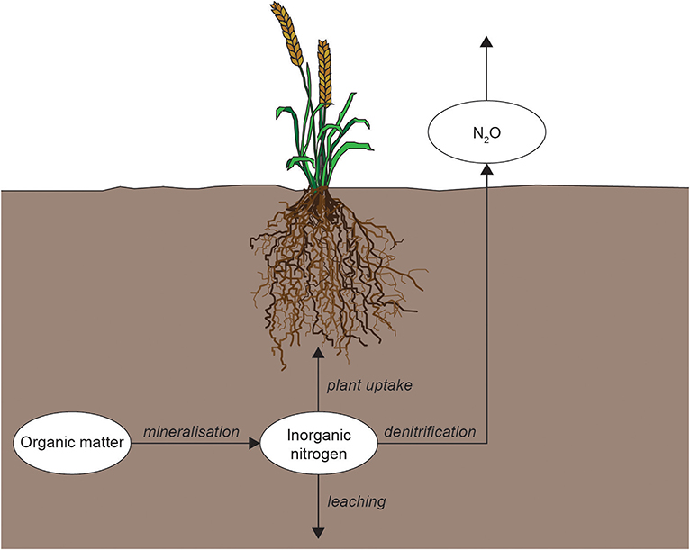 Figure 3: Nitrogen is transformed by soil food webs so that it can move through plants, water, or air.