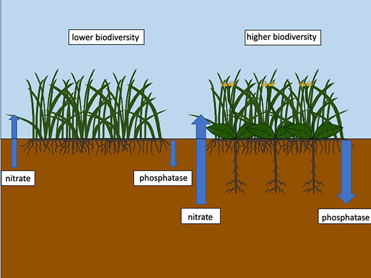 Figure 1: Complementarity between rooting systems in soil systems under higher biodiversity leads to more efficient nutrient cycling.