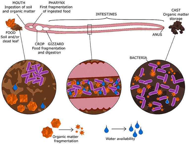 Figure 2: Organic matter passes through the earthworm’s digestive tract, is broken into smaller pieces, digested, and the remainder exits as feces called casts.