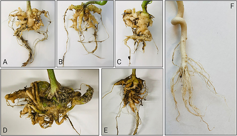 Figure 3: Canola (A), broccoli (B), arugula (C), and kale (D,E) roots affected by clubroot, and healthy canola roots (F).