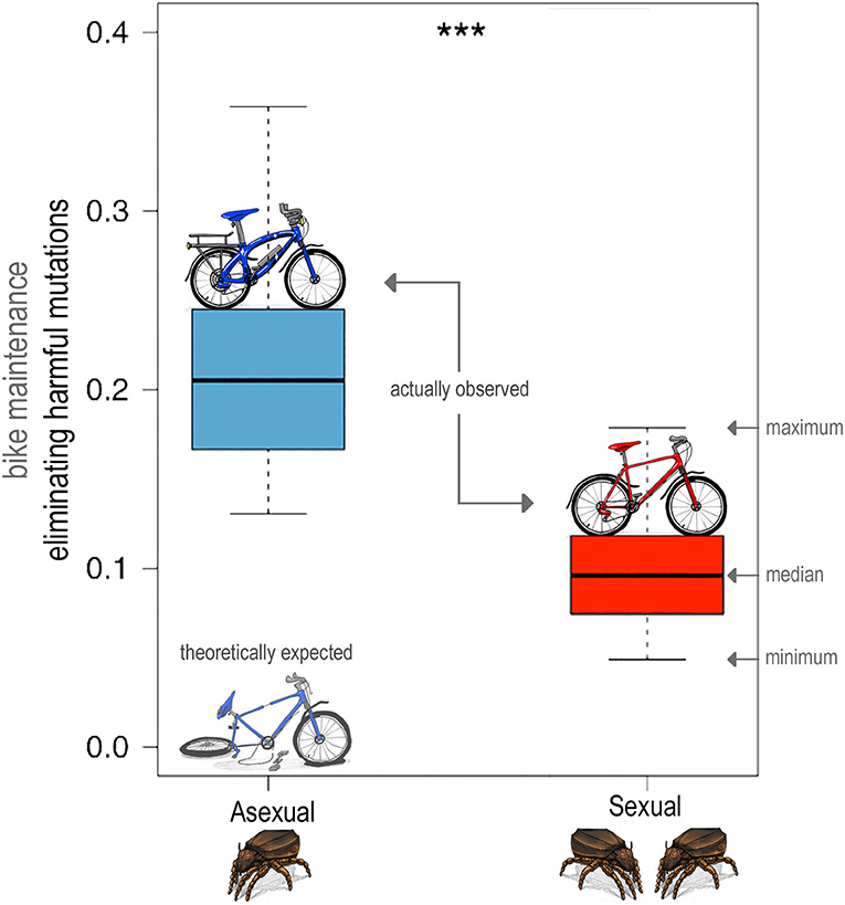 Figure 3: Asexual oribatid mites get rid of slightly harmful mutations even more effectively than sexual oribatid mites [1].