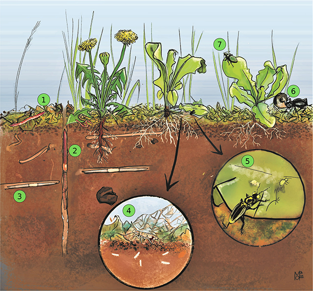 Figure 3: Soil organisms in action.