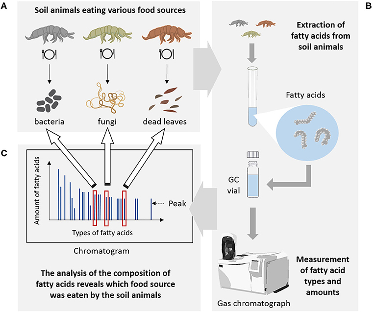 Figure 2: Determining what soil organisms eat by looking at fatty acid markers.