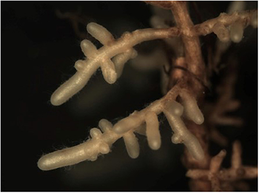 Figure 1: Le champignon ectomycorhizien Lactarius camphoratus, formant un manchon blanc autour des racines d'un chêne. (Crédit photo : Laura Martinez-Suz)