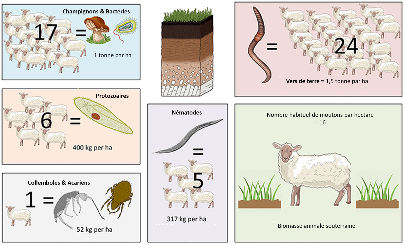 Figure 1: Équivalences en « moutons » des masses des différents animaux du sol par hectare (ha).