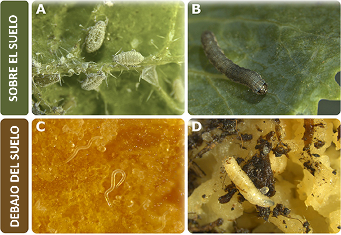 Figura 1: Ejemplos de herbívoros que habitan sobre o debajo del suelo.
