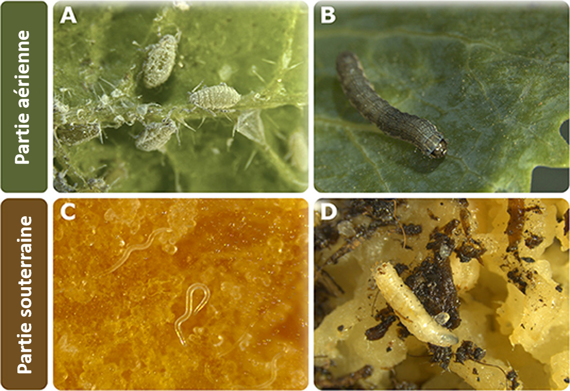 Figure 1: Exemples d’herbivores souterrains et qui vivent à l’air libre.