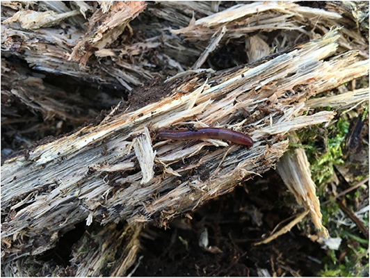 Figure 1 : Un ver de terre épigé trouvé dans du bois mort. La bande claire (ou « selle ») située vers l’extrémité de la tête (à droite) nous indique qu’il s’agit d’un ver de terre adulte.