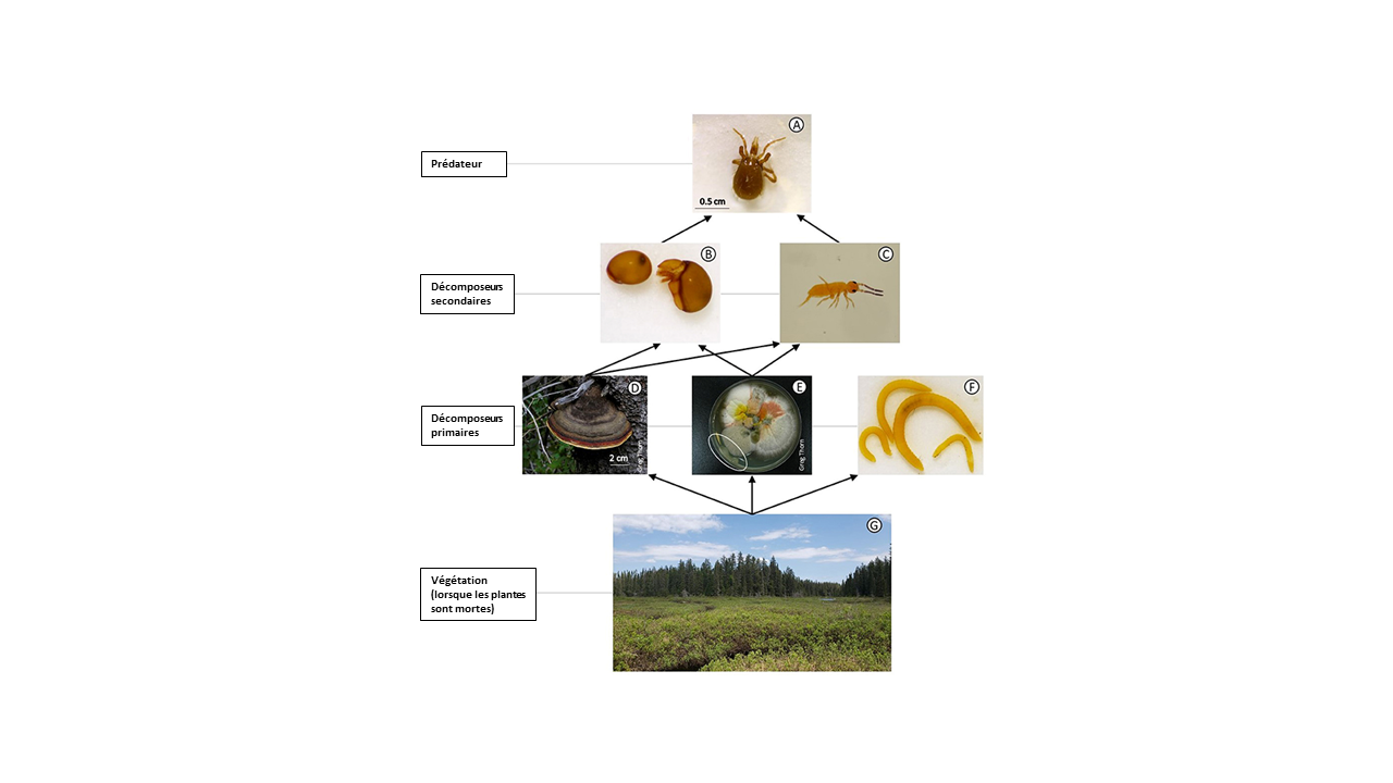 Figure 2 : (A) Tourbière (B) Butte devant un arbre (C) Dépression dans laquelle sont installés des sachets de litière (D) Sachets de litière (10 × 7 cm et mailles de 1 mm). (E) Mousse (espèce : Sphagnum sp.) (F) Arbrisseau (espèce : Chamaedaphne c