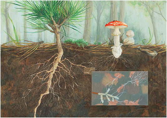 Figura 2: El bien conocido hongo venenoso llamado falsa oronja (Amanita muscaria), o matamoscas, puede formar asociaciones micorrícicas con varios tipos de árboles, incluyendo pinos, como se muestra aquí (crédito por la imagen: Angela Mele).