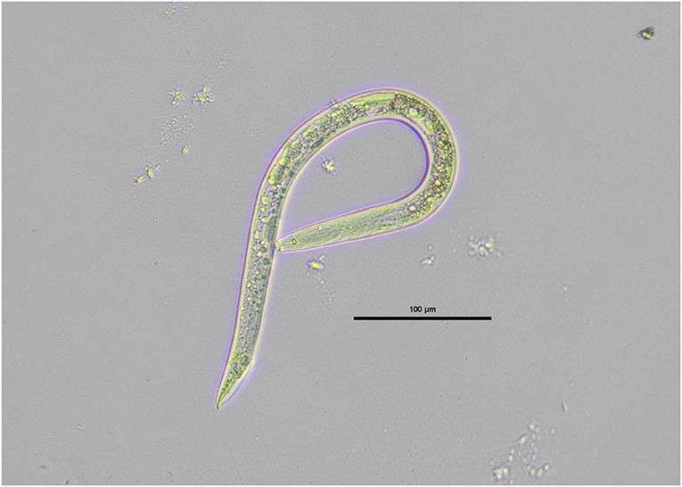 Abbildung 1: Ein männlicher wurzelfressender Nematode der Pratylenchus-Arten, gesammelt aus Karottenwurzeln.