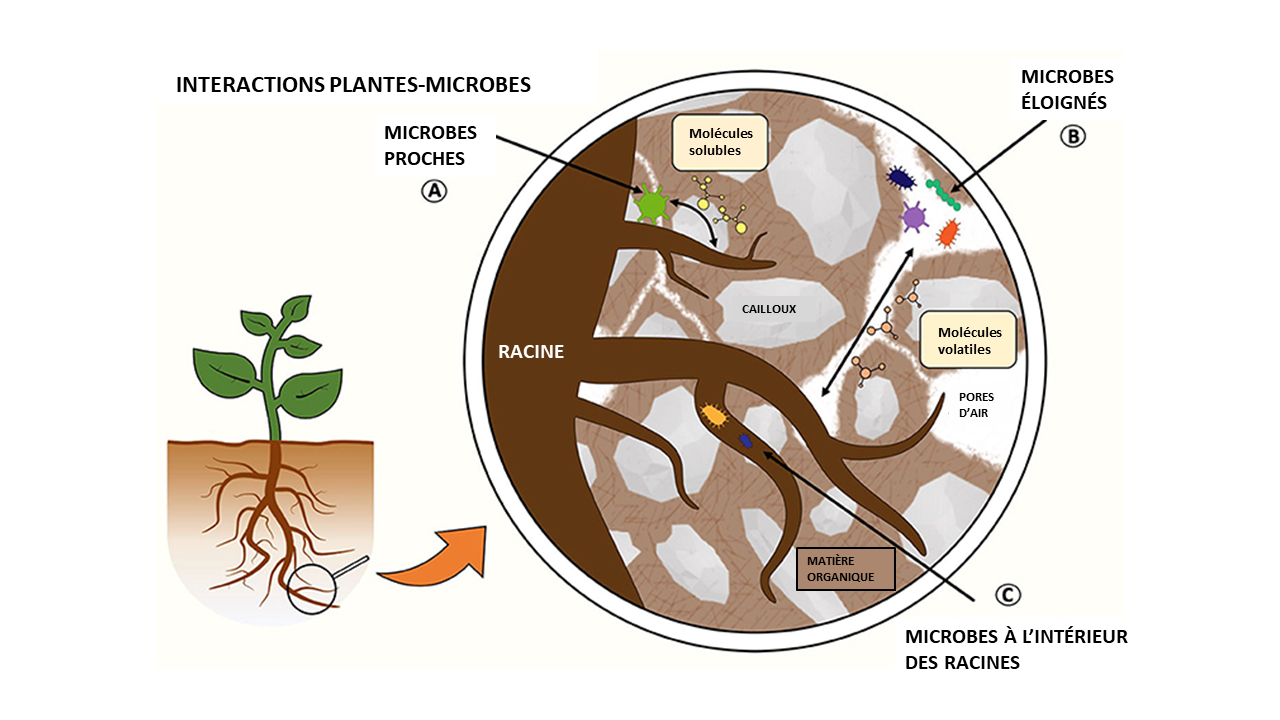 Figure 1 : Interactions entre les plantes et les microbes dans la rhizosphère.