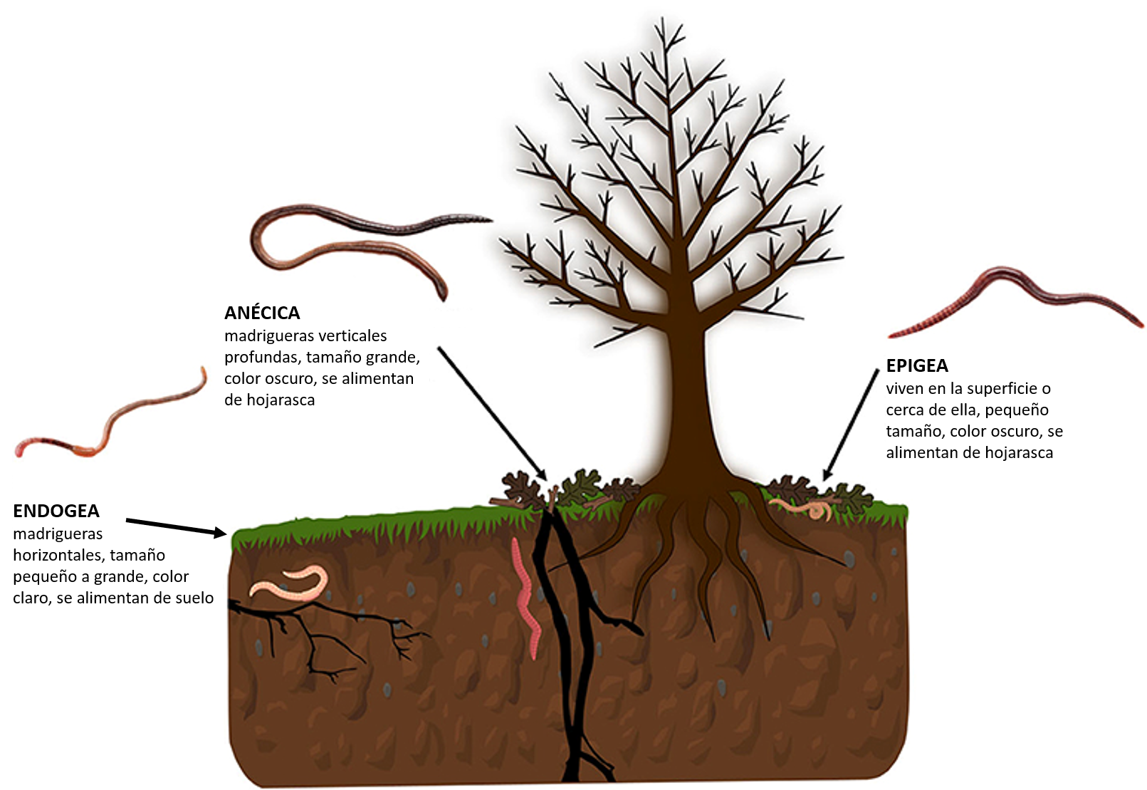 Figura 1: Hay tres tipos principales de lombrices de tierra, llamados ecotipos: endogeas, anécicas y epigeas.