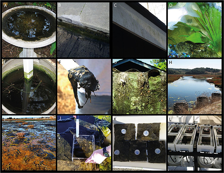 Figura 3: Algas y biopelículas similares a tapetes microbianos que crecen en lugares familiares, como (A) un baño para aves, (B) una canaleta de la calle, (C) una tabla de techo exterior, (D) el fondo de una pecera, (E) un recolector de agua de un desag