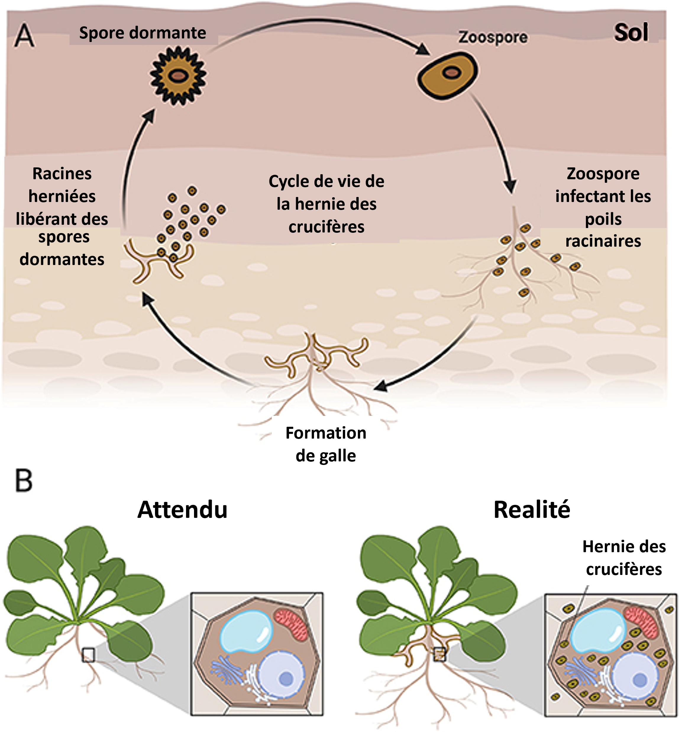 Figure 2 : Cycle de vie de l'hernie des crucifères et établissement de la maladie de l'hernie des crucifères.