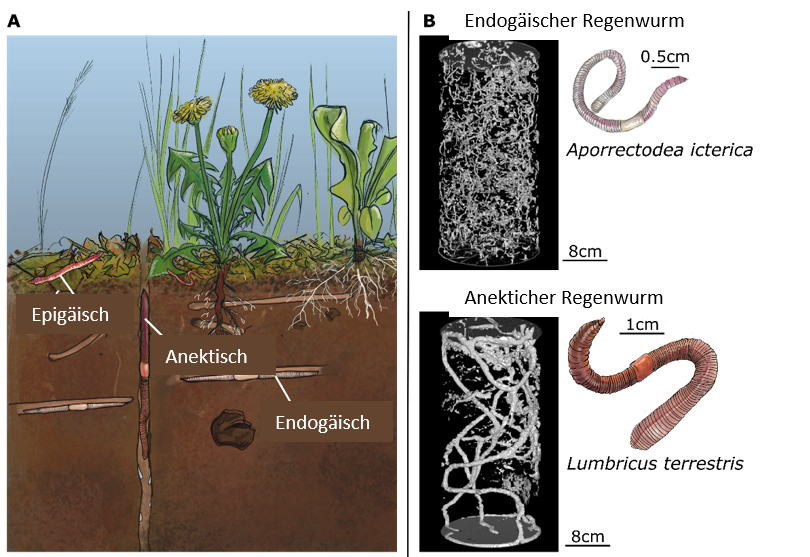 Abbildung 1: Die drei Hauptgruppen der Regenwürmer, epigäisch, anektisch und endogäisch (A).