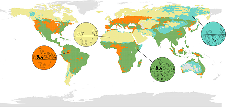 Figura 1 – Mapa global que muestra la distribución y superposición de la biodiversidad presente encima del suelo (mamíferos, aves, anfibios, y plantas) y la biodiversidad subterránea (hongos, bacterias, insectos y gusanos).