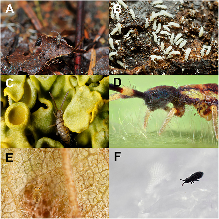 Figura 2: Colémbolos hermosos de Australia, Tasmania y Nueva Zelanda. (A) La obra maestra Katianna, con un patrón de color punteado. (B) El brillante Lepidocyrtus, cubierto con escamas. (C) El dragon Womersleymeria, grande y con cuernos. (D) El bebé Ne