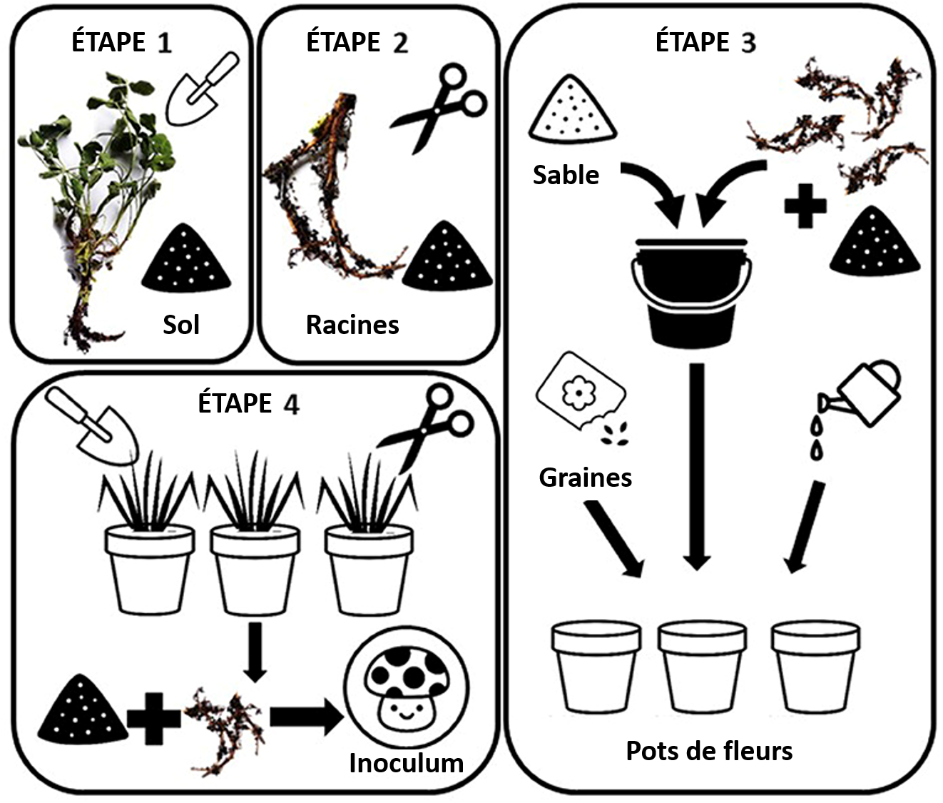 Figure 3 : Un inoculum mycorhizien à réaliser soi-même.