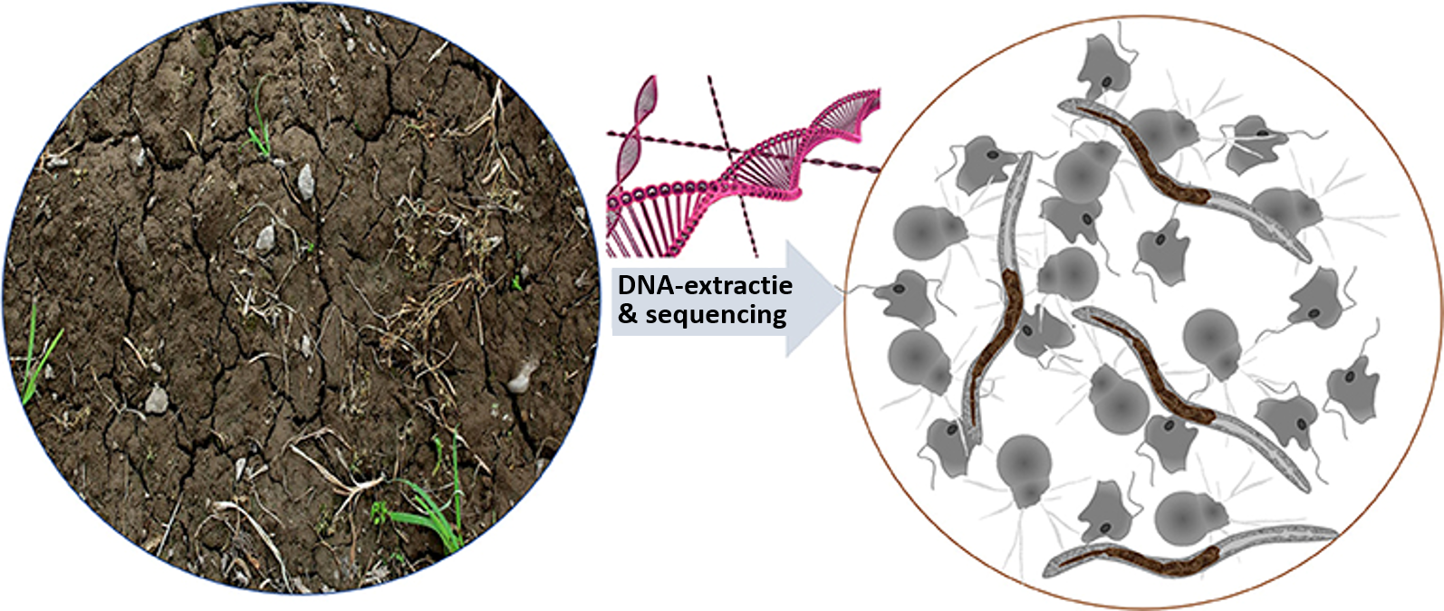 Figuur 3: Microbiële roofdieren zijn niet alleen goed verborgen in de bodem, maar ook te klein om met het blote oog te zien. Wetenschappers bestuderen deze organismen vaak door DNA uit de bodem te halen en dat DNA te sequencen om alle aanwezige soorten p