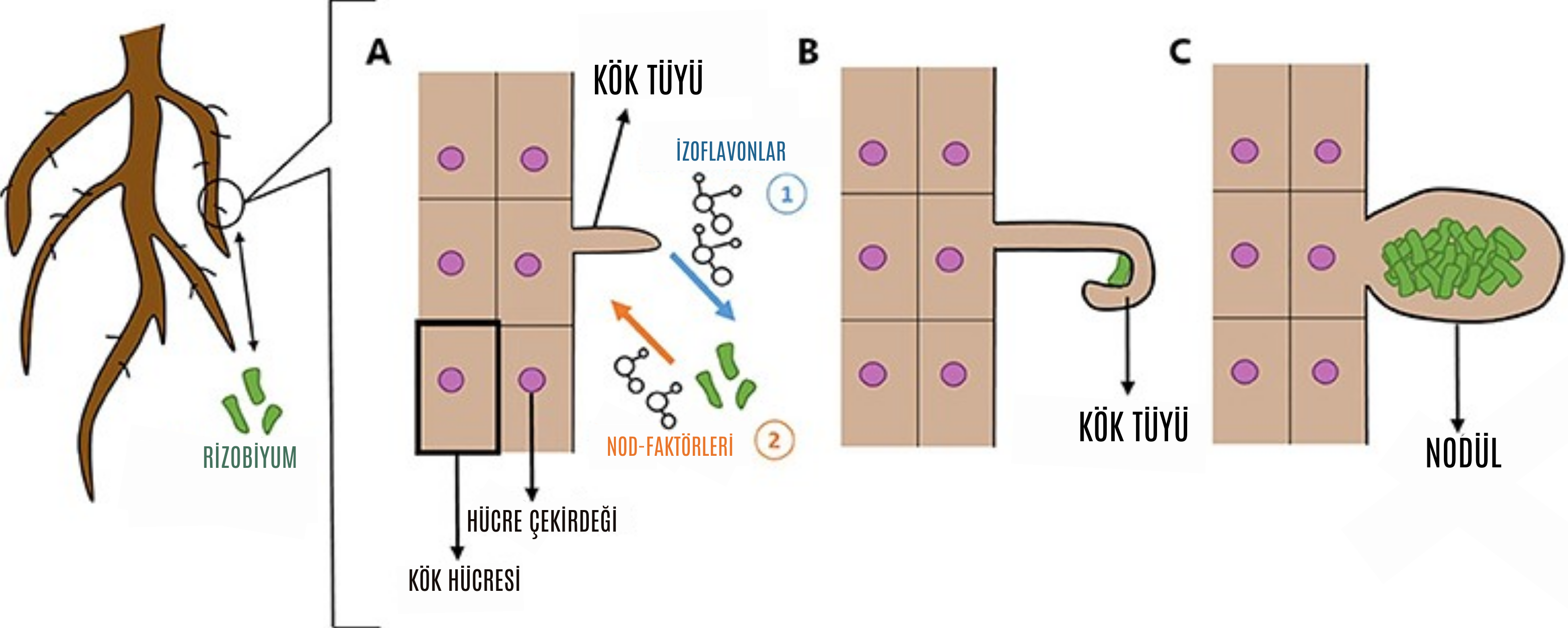 Figür 2 : Rhizobium etkileşimlerinin kök yapısı üzerindeki etkileri.