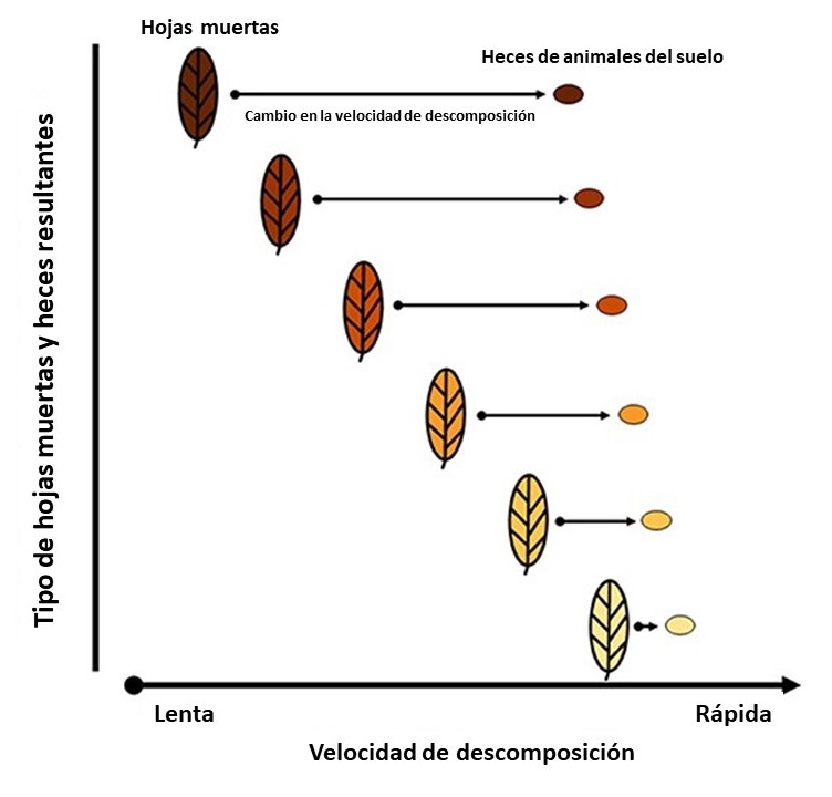 Figura 3: Al transformar las hojas muertas en excrementos, los animales del suelo afectan la velocidad a la cuál las hojas muertas se descomponen. En promedio, los excrementos de los animales del suelo se descomponen 38% más rápido que las hojas muerta