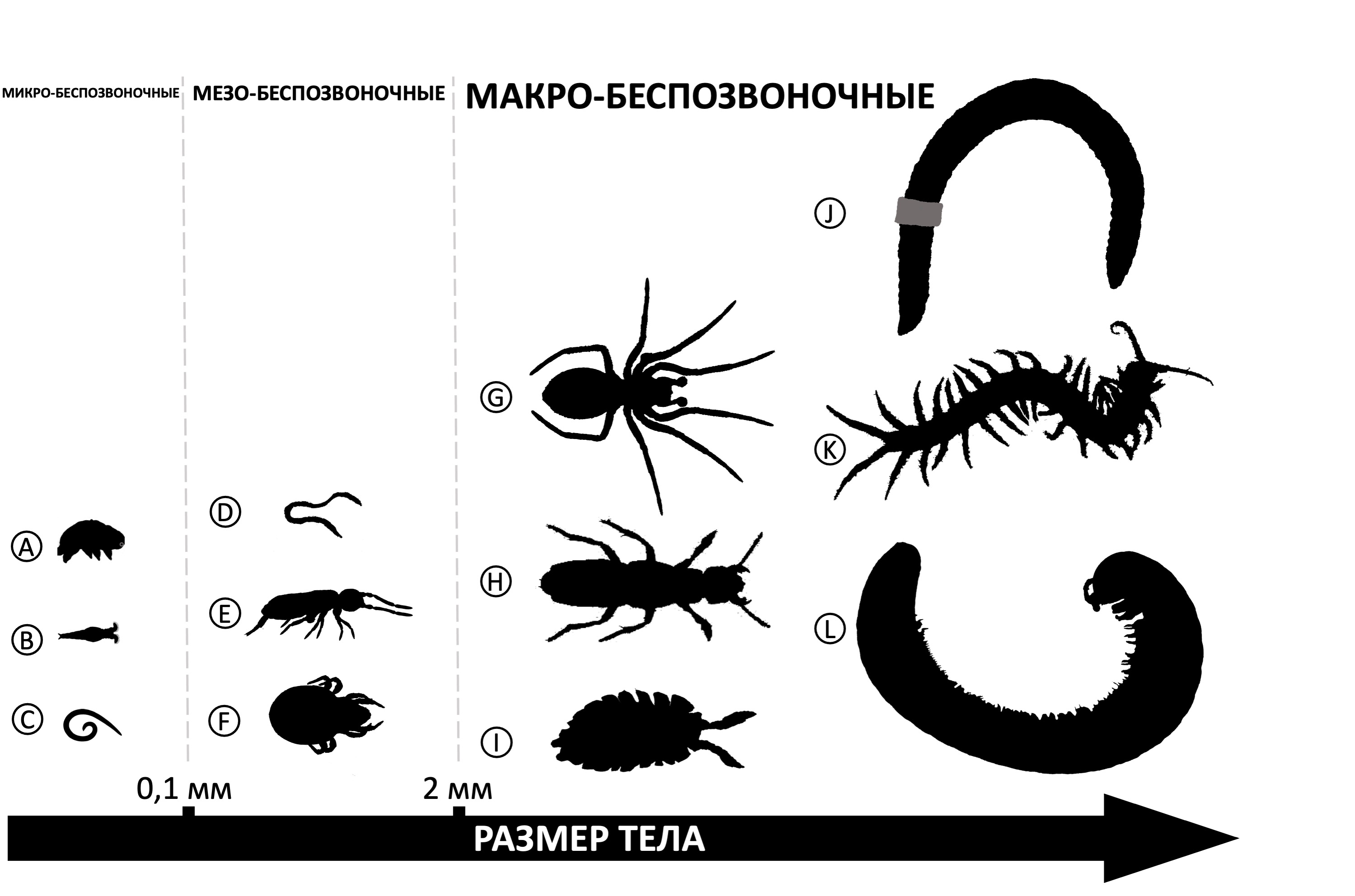Рисунок 1: Примеры почвенных беспозвоночных разного размера.