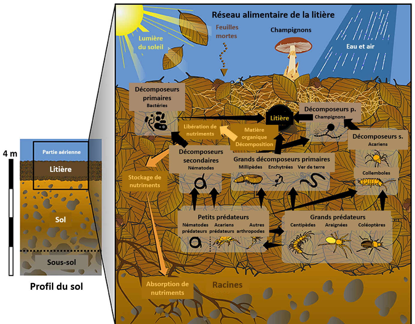 Illustration 1 : Le réseau alimentaire de la litière.