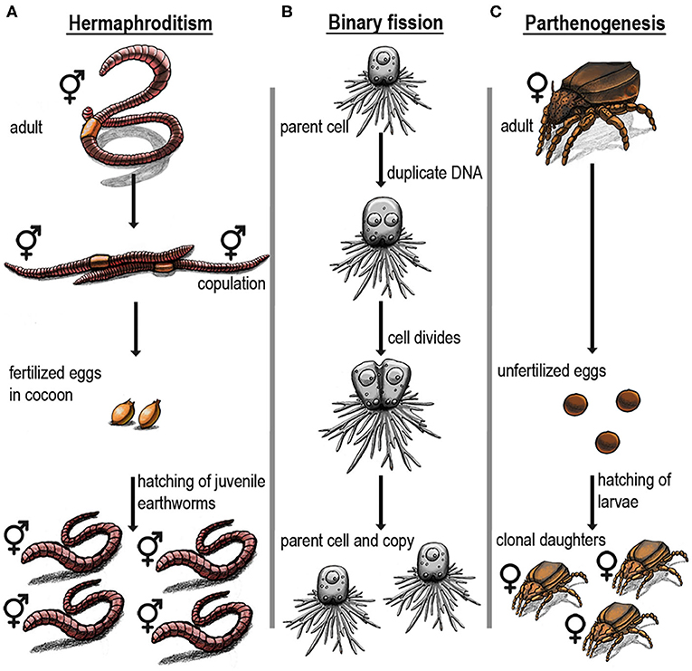 Figure 1: Level of risk associated with 13 potential threats to soil microorganisms and fauna.