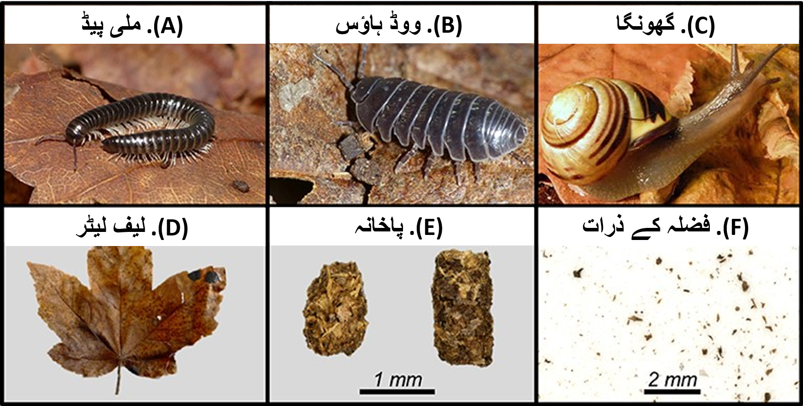 شکل نمبر 1:  پودے-حیاتیات کا رائزوسپیر میں روابط اس شکل میں تین طرح کے باہمی روابط دیکھائے گئے  ہیں۔ (A) پودے اور ان حیاتیات کے درمیان روابط جو ح?