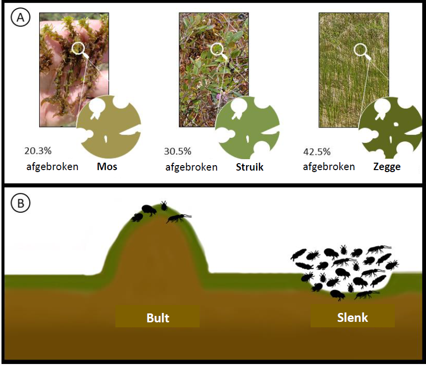 Figuur 3: (A) Verschillende mate van afbraak voor verschillende soorten bladeren: mos, struik, zegge. Zegges braken het snelste af. (B) In slenken vonden we meer soorten en meer individuen van oribatide mijten en springstaarten dan op de bulten. Tekeninge