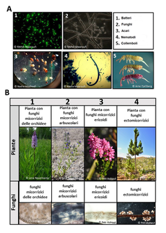 Figura 1: Le piccole creature che abitano il suolo.