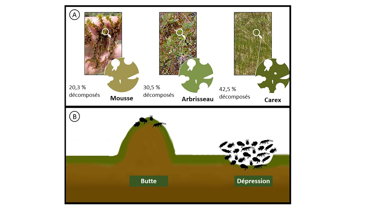 Figure 3 : (A) Différents niveaux de décomposition pour différents types de feuilles ; les carex se sont davantage décomposés pendant l’expérience d’un an. (B) Les dépressions contenaient plus d’espèces et d’individus d’acariens oribat