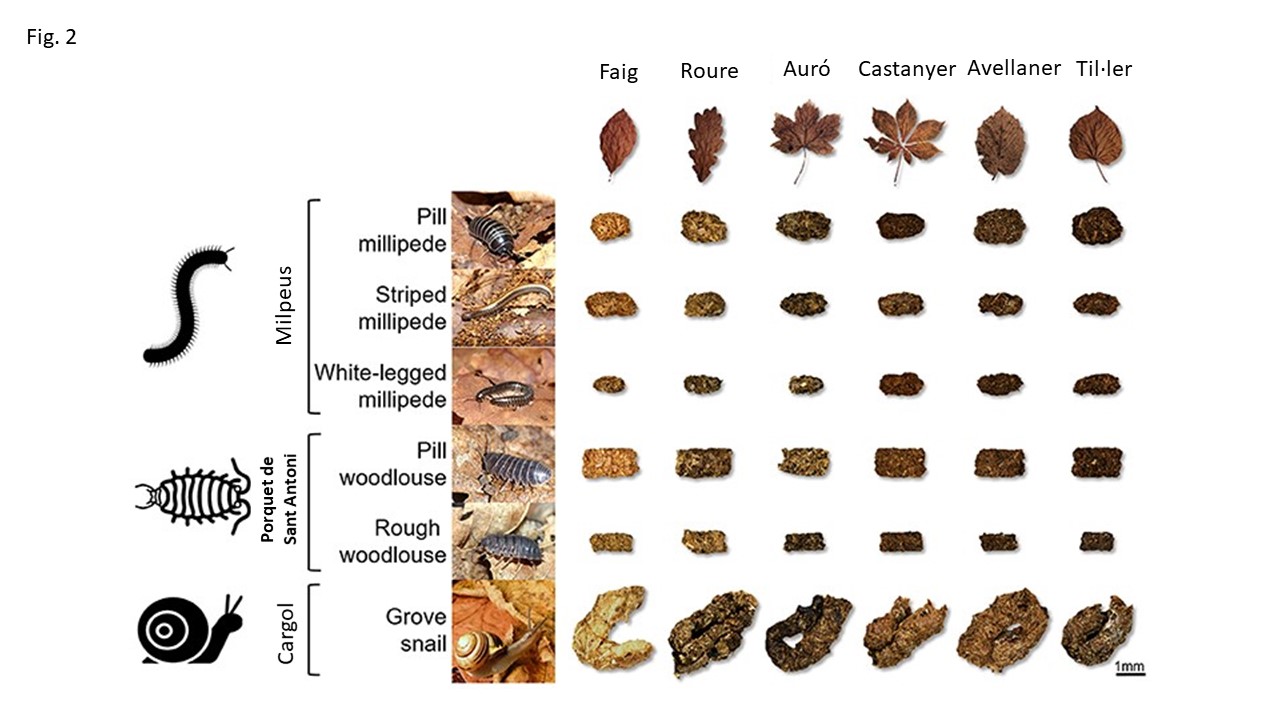 Figura 2: Femtes recollides de sis animals del sòl diferents que estaven alimentant-se de sis tipus diferents de fulles mortes.