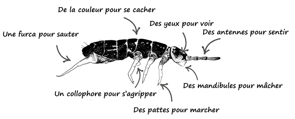 Figure 3: Comment est structuré le corps d’un collembole ?