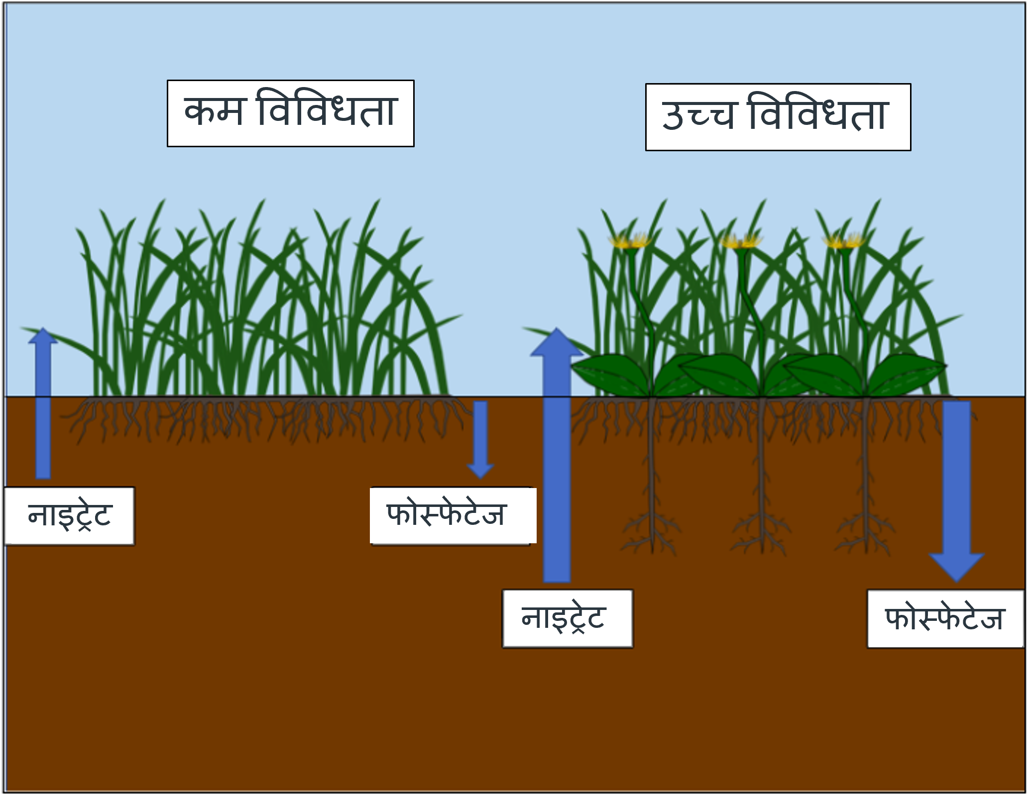 चित्र १: उच्च जैविक विविधता भएका माटो प्रणालीहरुमा जरा प्रणालीहरु बीचको पूरकताले थप प्रभावकारी