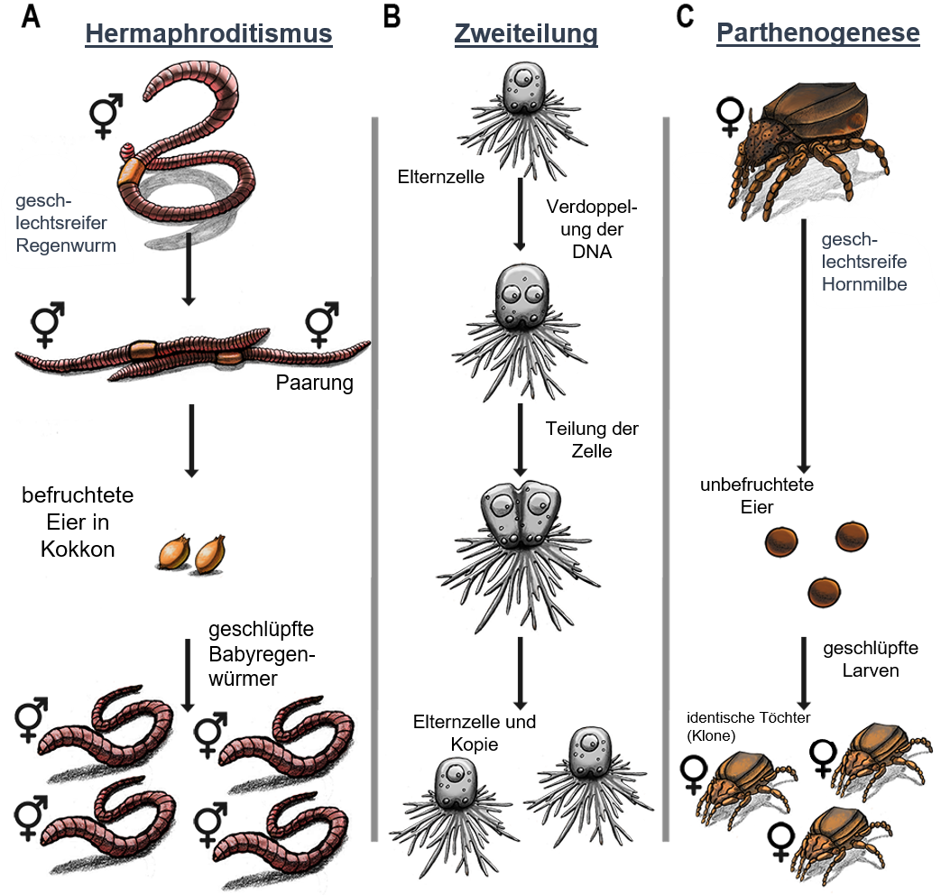 Abbildung 1: Bakterien, anders als die meisten anderen Lebenwesen, können ihre Gene verändern.