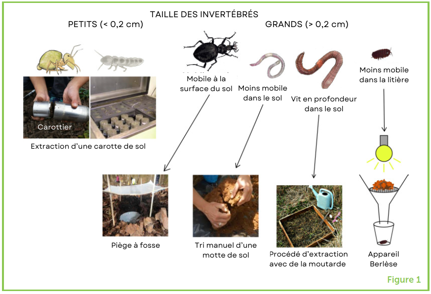 Figure 1 : Méthodes d’échantillonnage et d’étude des invertébrés présents dans le sol.