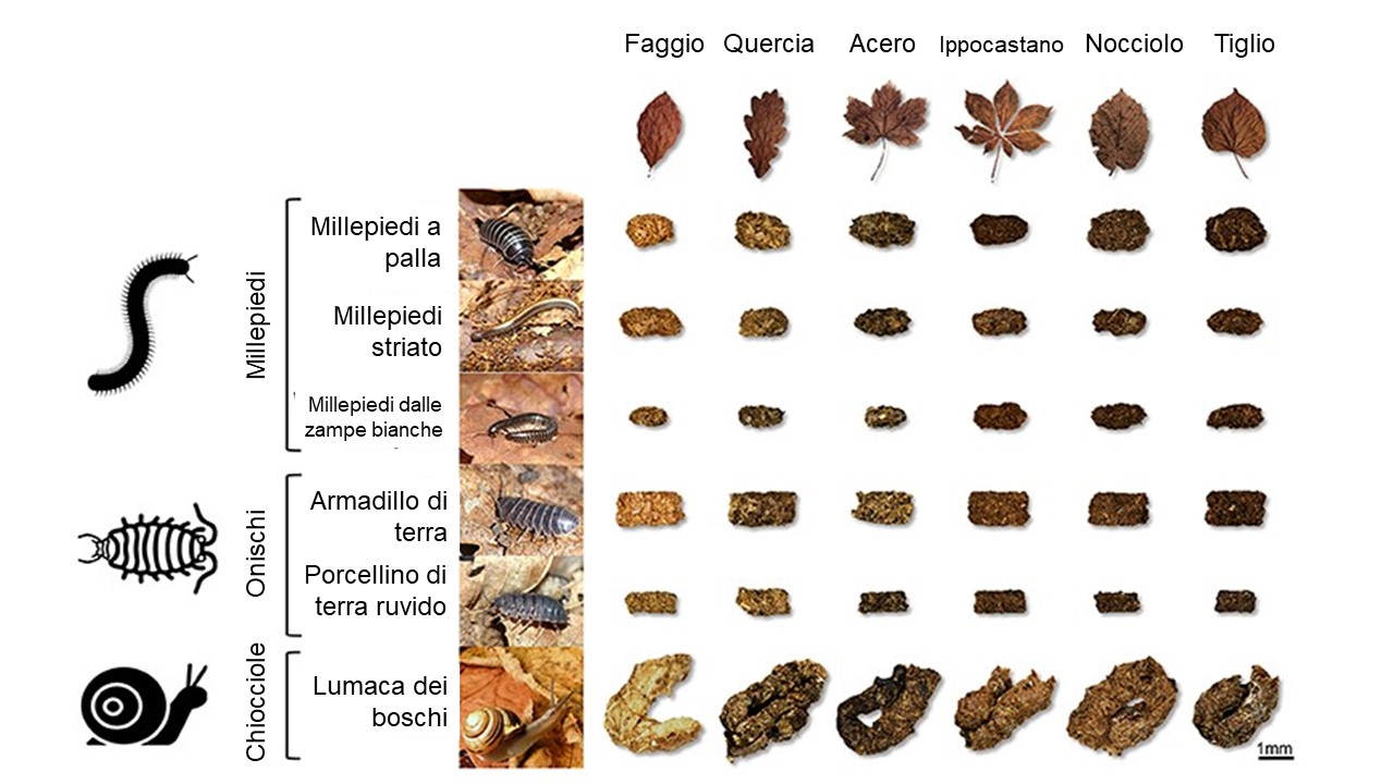 Figura 2: Escrementi raccolti da sei diversi animali del suolo che si nutrivano di sei diversi tipi di foglie morte.