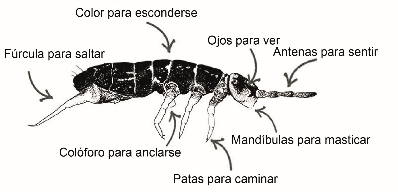 Figura 3: ¿Cuáles son las partes de un colémbolo? Este boceto de un colémbolo fue hecho por el taxónomo Mikhail Potapov, quien ha descrito más de 200 especies nuevas de colémbolos para la ciencia.