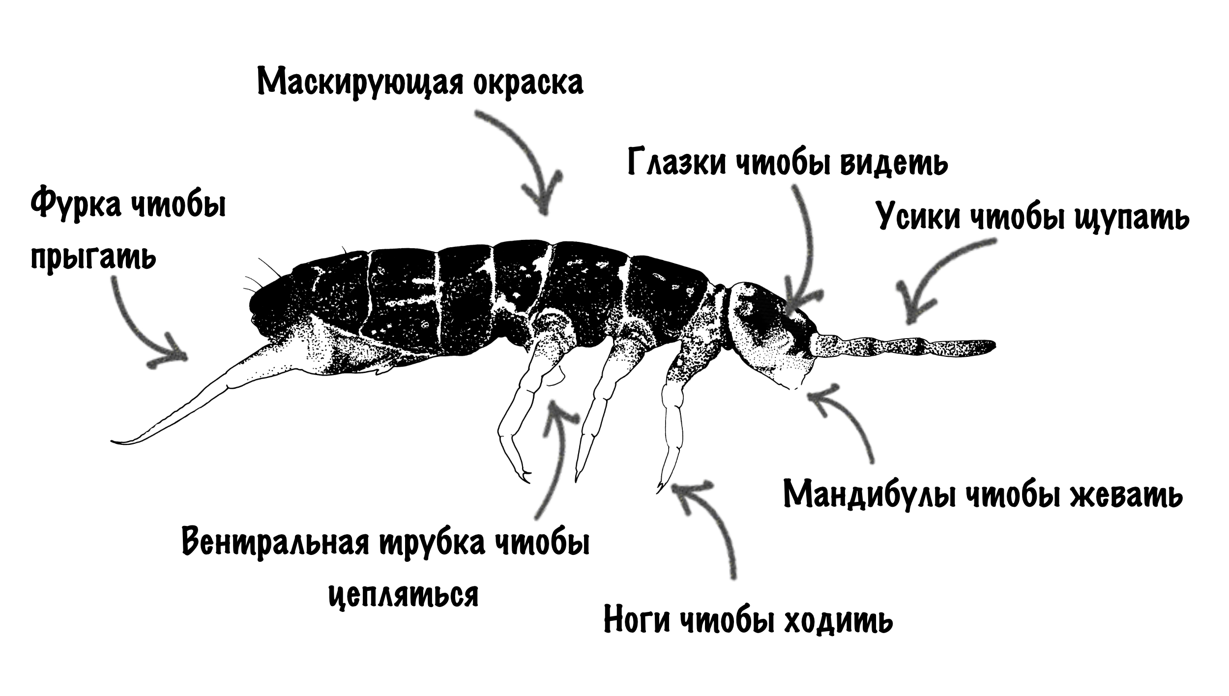 Рисунок 3: Части тела ногохвосток. Этот рисунок ногохвостки был сделан систематиком Михаилом Борисовичем Потаповым, который описал более 20